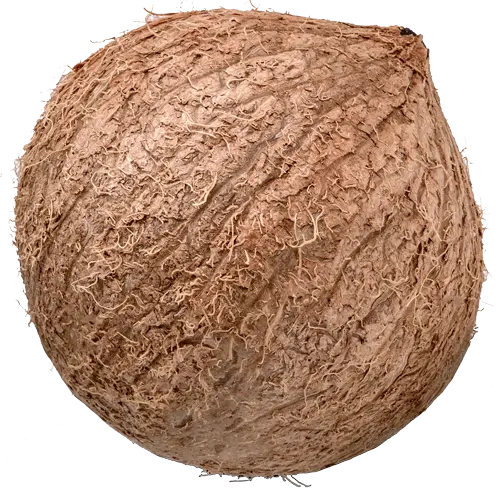 coconut-image-4